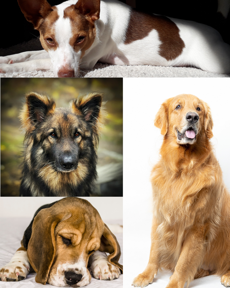 bruinehond.png
