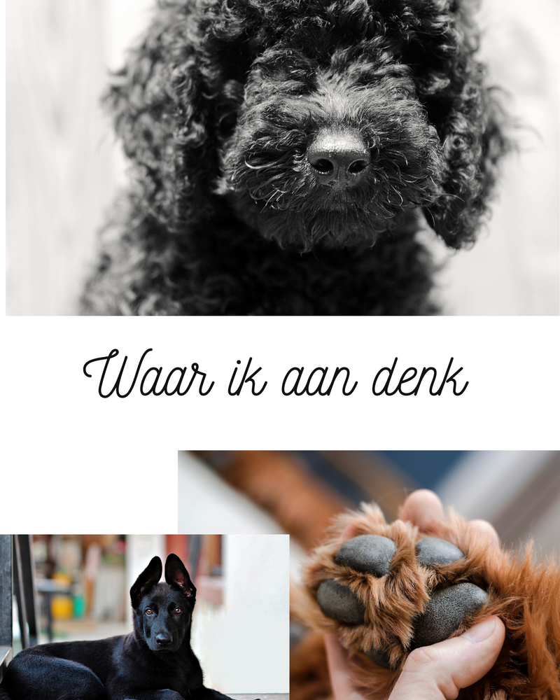 Stijlvollebowlsvoorblijehonden12.png