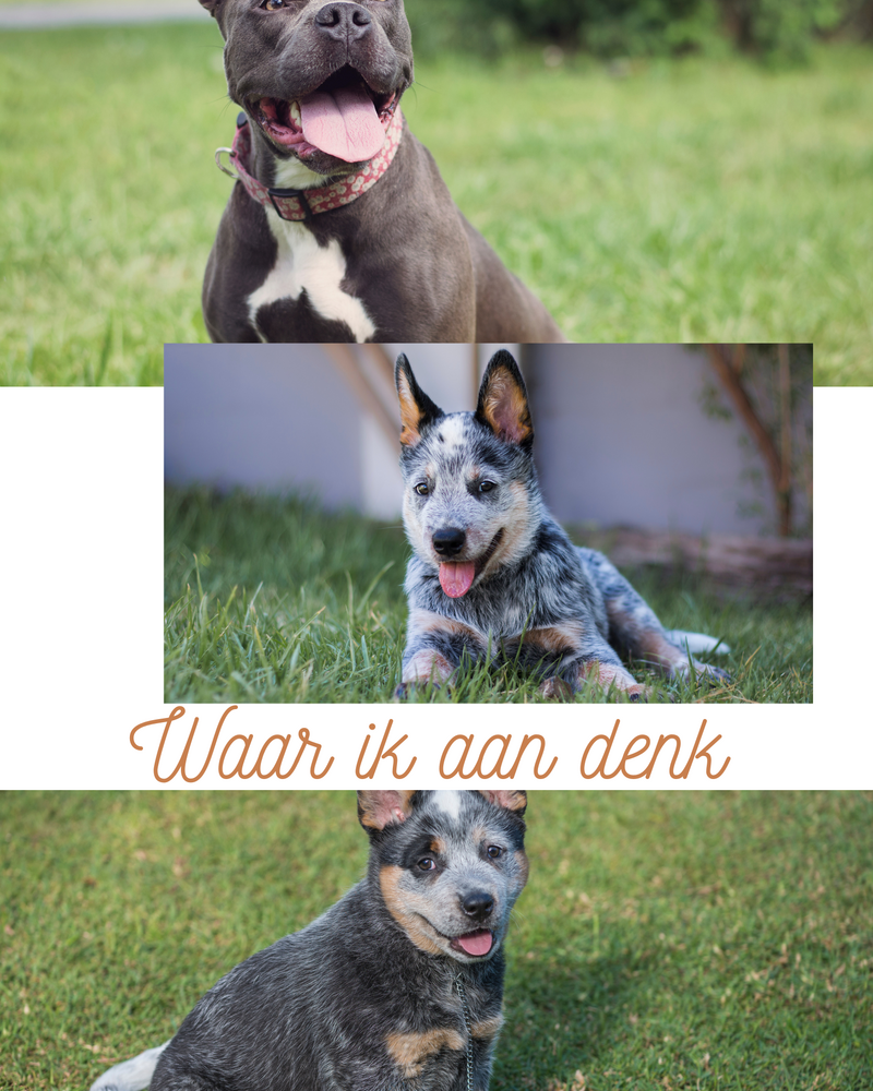 blauwehond.png