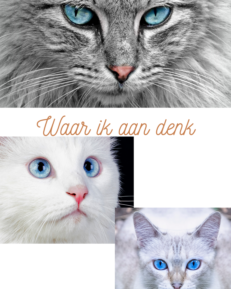 katblauw.png