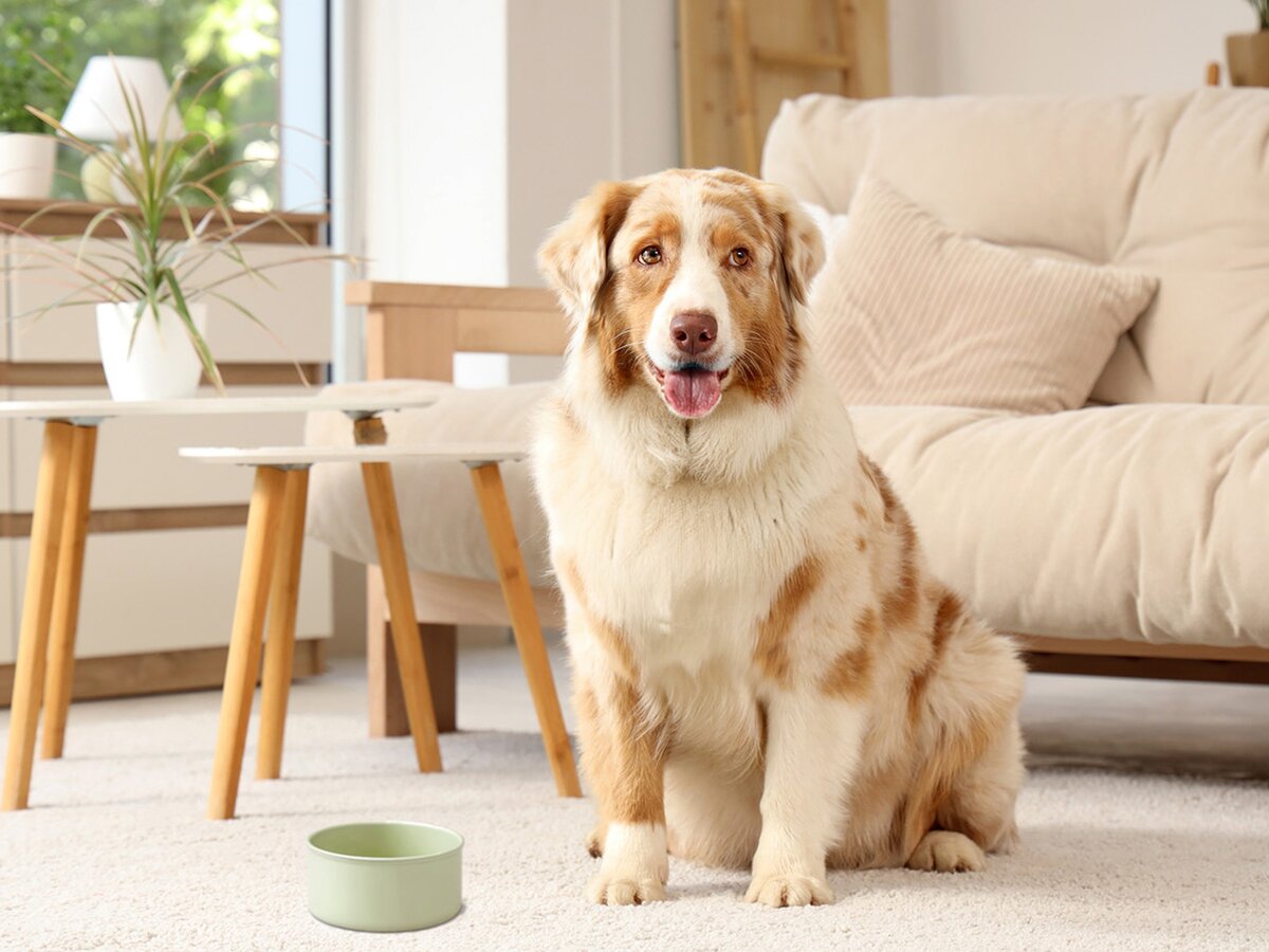 Slow feeders in keramiek voor honden
